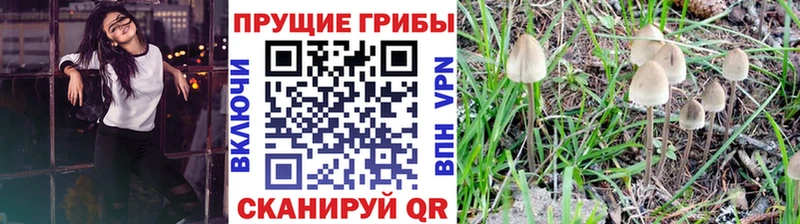 Псилоцибиновые грибы Psilocybe  где продают   mega как войти  Правдинск 
